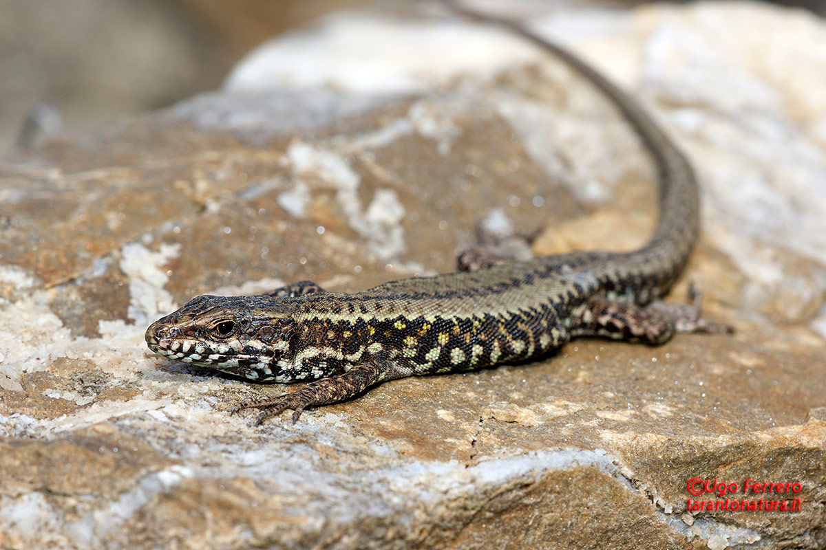 Confermate Podarcis muralis, dal Pollino ?